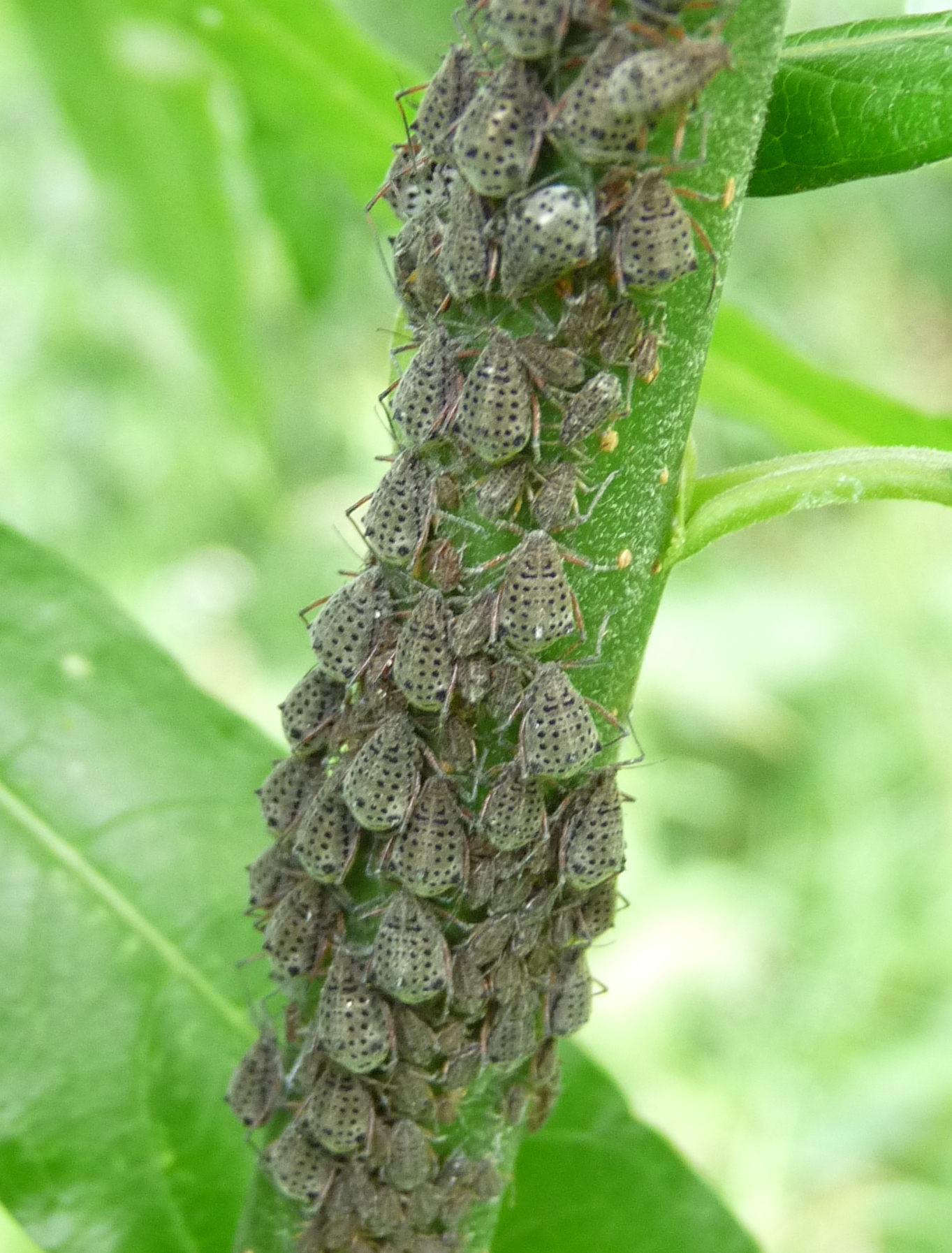 Widwid Insect Nature – WILD ABOUT TIGGINS